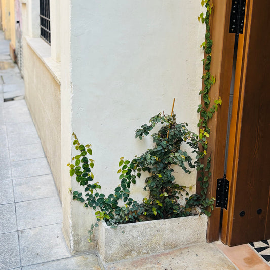 Pack Light, Notice More